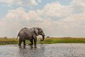 037 Botswana, Chobe NP, olifant